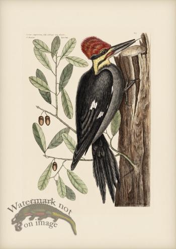 017 Large Red Crested Woodpecker